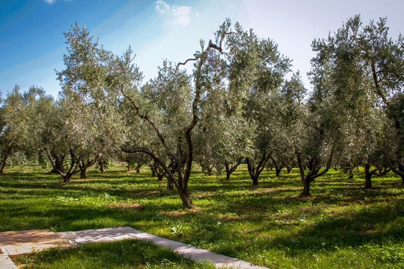 Borgo Rurale San Giusto Pensionat Castagneto Carducci Exteriör bild
